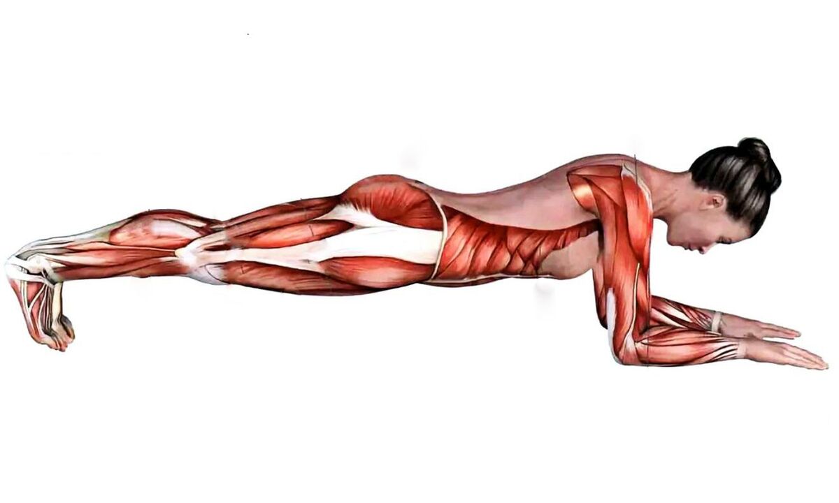 Which muscle works when plank